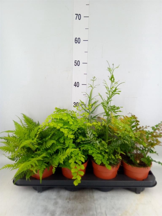 <h4>Ferns   ...mix</h4>