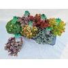 Sedum Gem
