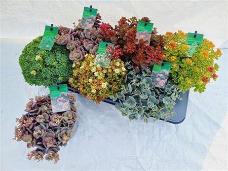 Sedum Gem