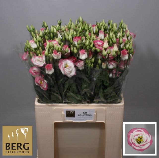 <h4>EUS G ROSI HOT LIPS</h4>