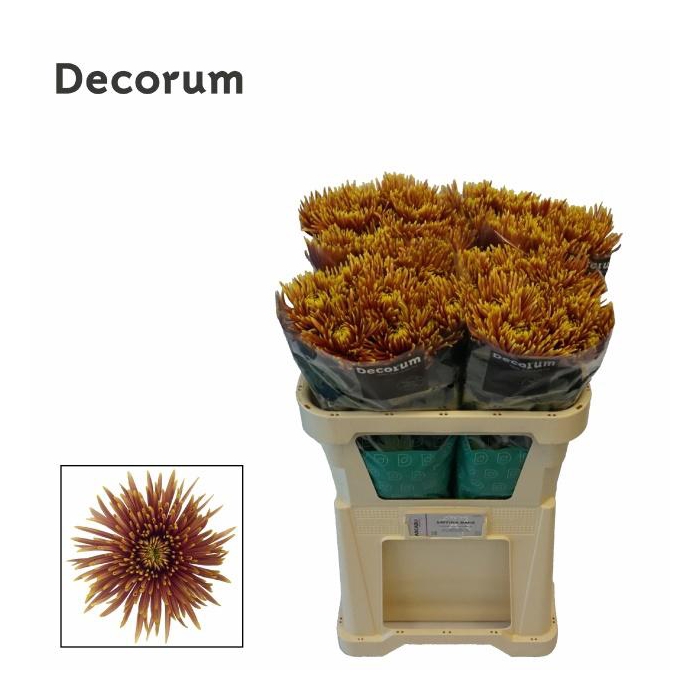 <h4>CHR G SAFFINA DARK</h4>