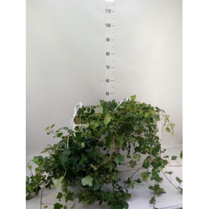 Hedera helix 'Wonder'