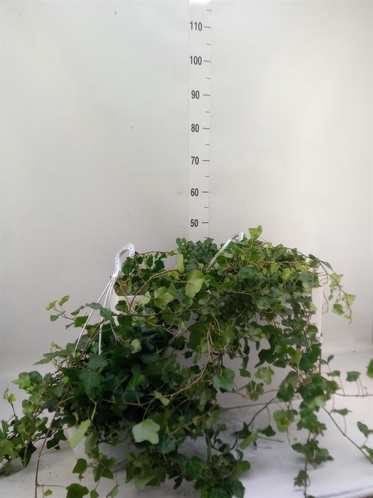 <h4>Hedera helix 'Wonder'</h4>
