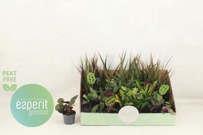 <h4>KAMERPL GEM OV</h4>