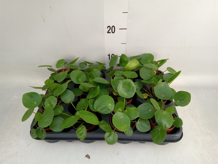 <h4>Pilea peperomoides</h4>