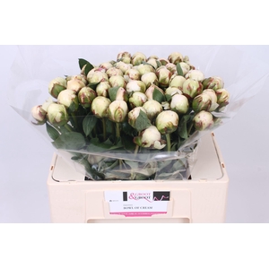Paeonia Bowl Of Cream
