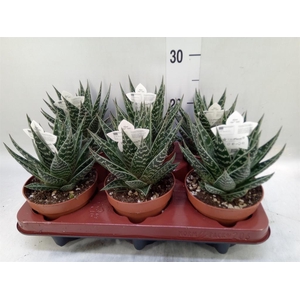 Aloe aristata 'Tiki Tahi'
