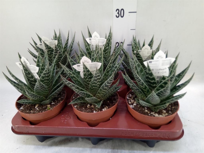 <h4>Aloe aristata 'Tiki Tahi'</h4>