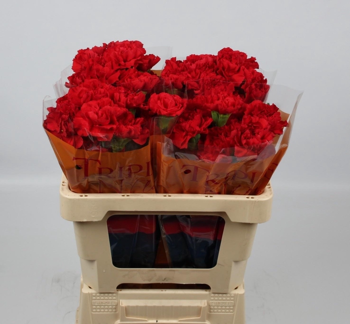 <h4>DI ST GRAND SLAM</h4>