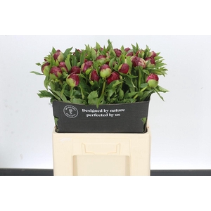 Paeonia Christmas Velvet