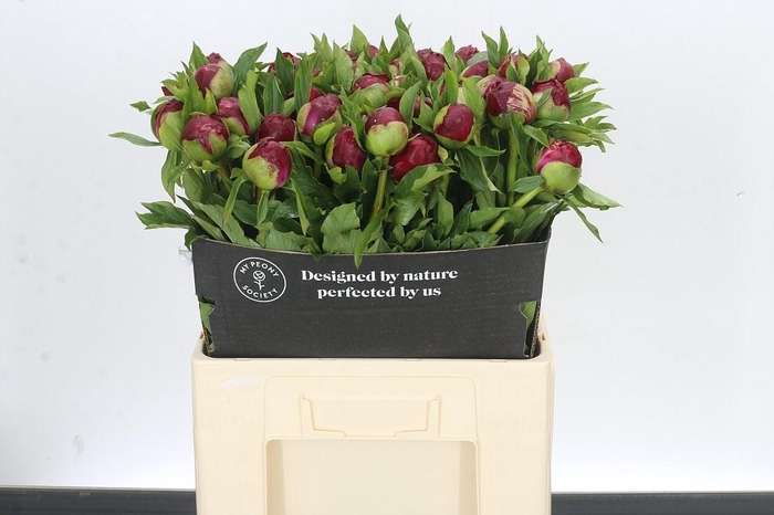 <h4>Paeonia Christmas Velvet</h4>