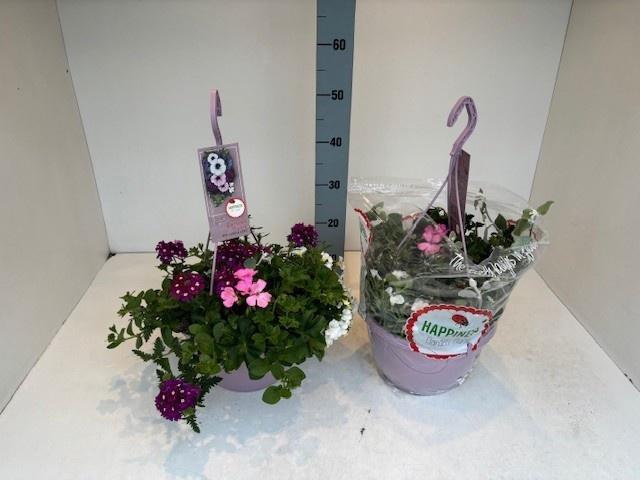 <h4>PERKPL GEM IN POT</h4>