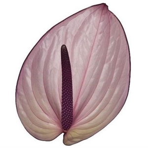 Anthurium Bellanca