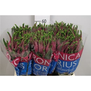 Veronica  'Smart Iselle'