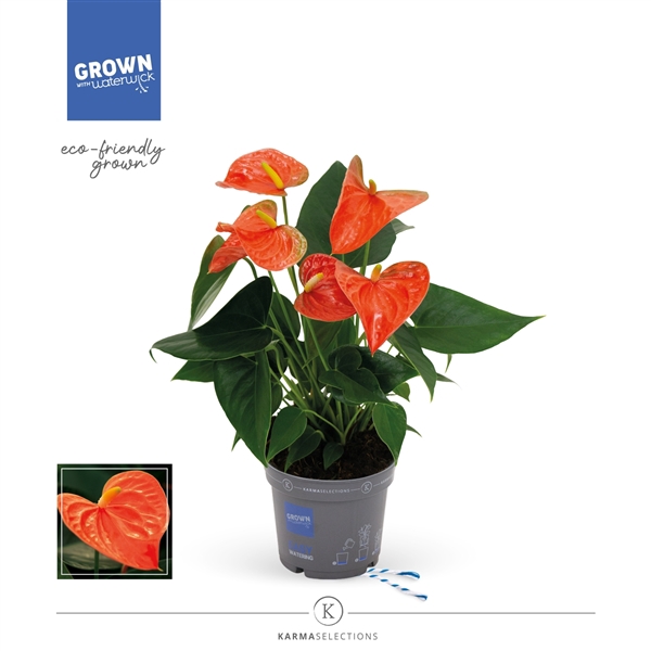 <h4>Anthurium - KARMA Orange | 12cm</h4>