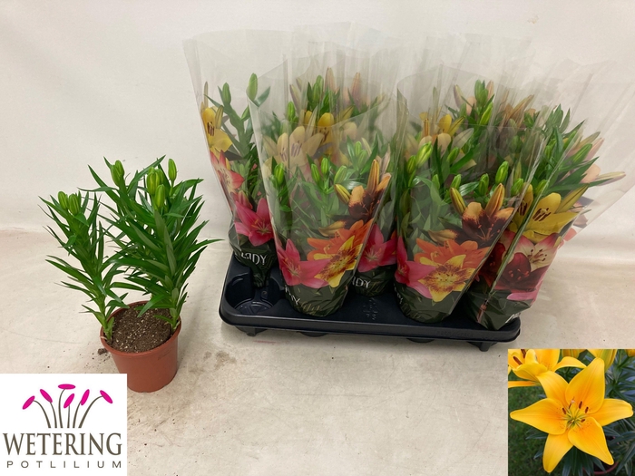 <h4>LIL AS TINY BEE</h4>