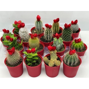 CACTUS VERSIERD