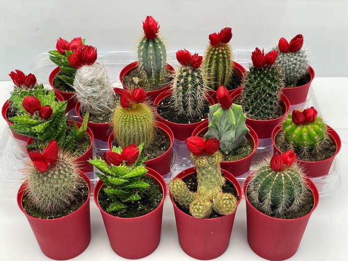 <h4>CACTUS VERSIERD</h4>