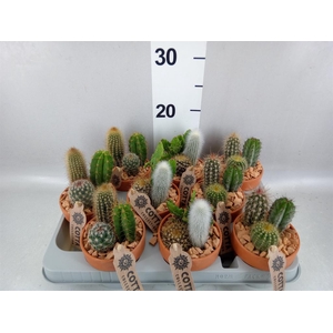 Arr.  Cactus L%