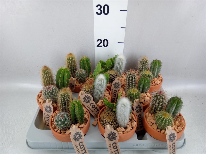 <h4>Arr. Cactus L%</h4>