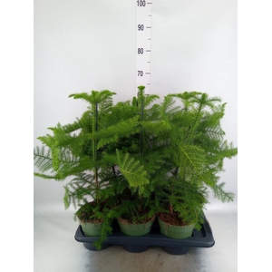Araucaria heterophylla