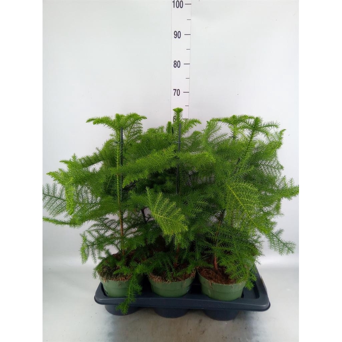 <h4>Araucaria heterophylla</h4>