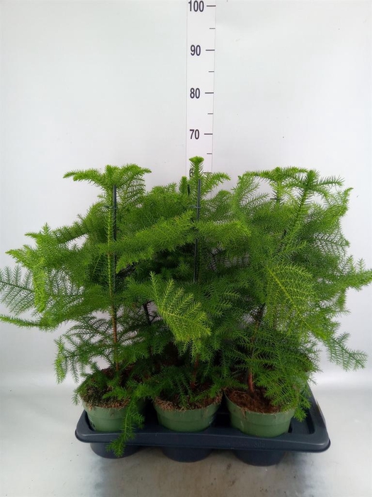 Araucaria heterophylla