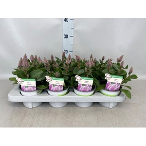 Ptilotus exaltatus 'Joey'