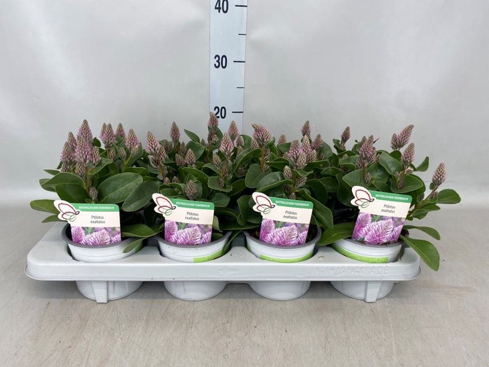 <h4>Ptilotus exaltatus 'Joey'</h4>