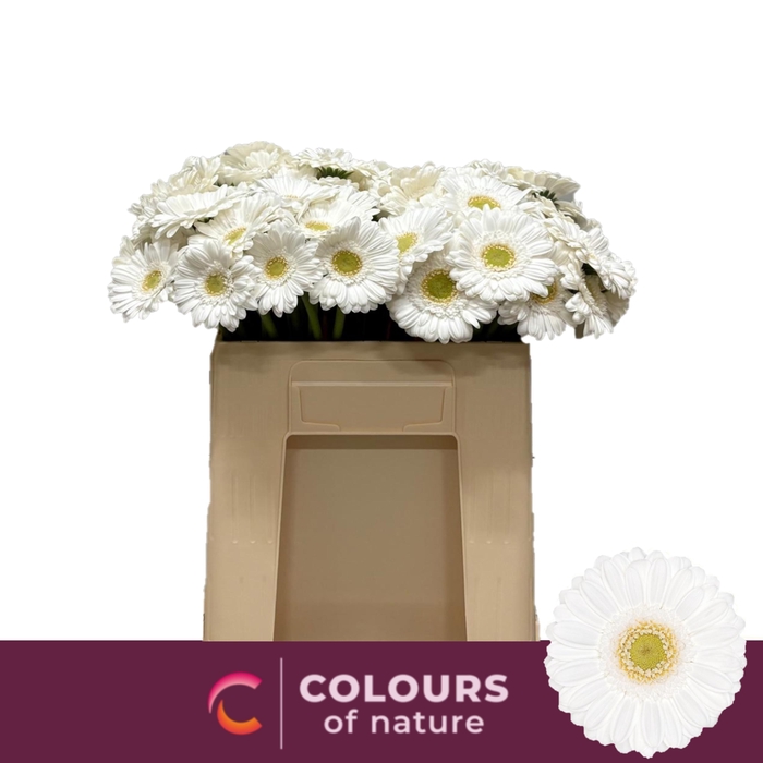 <h4>GE MI LOBBY</h4>