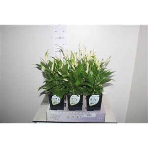 Spath Waterfresh Large