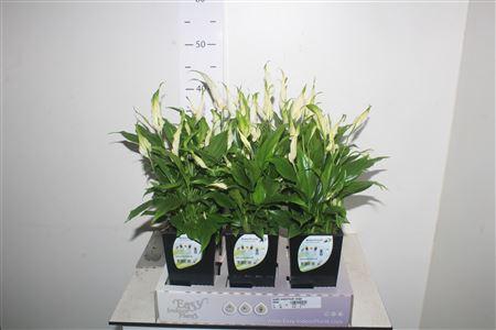 <h4>Spath Waterfresh Large</h4>