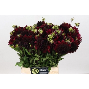 Dahlia Arabian Night