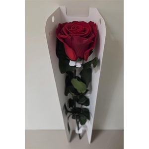 Ro Pres Stem 50cm Red Light