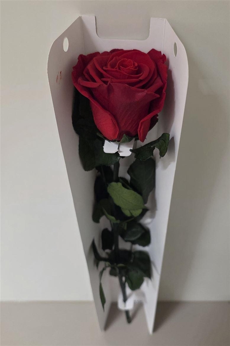 Ro Pres Stem 50cm Red Light