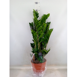 Zamioculcas zamiifolia