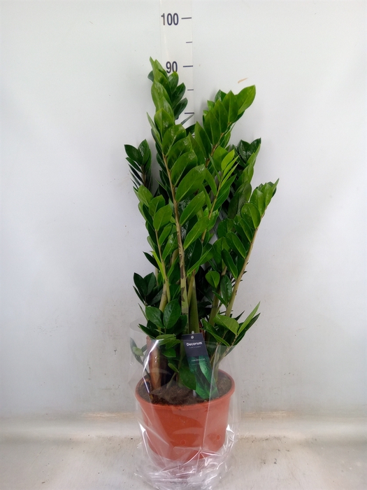 <h4>Zamioculcas zamiifolia</h4>