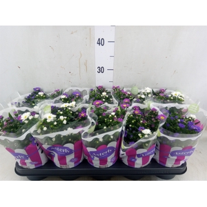 Aster n-b 'Starletta' ..mix