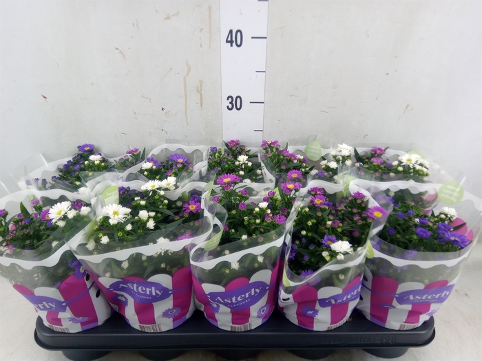 <h4>Aster n-b 'Starletta' ..mix</h4>