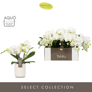 Tablo Champagne 3 spike in Molise White Aquo