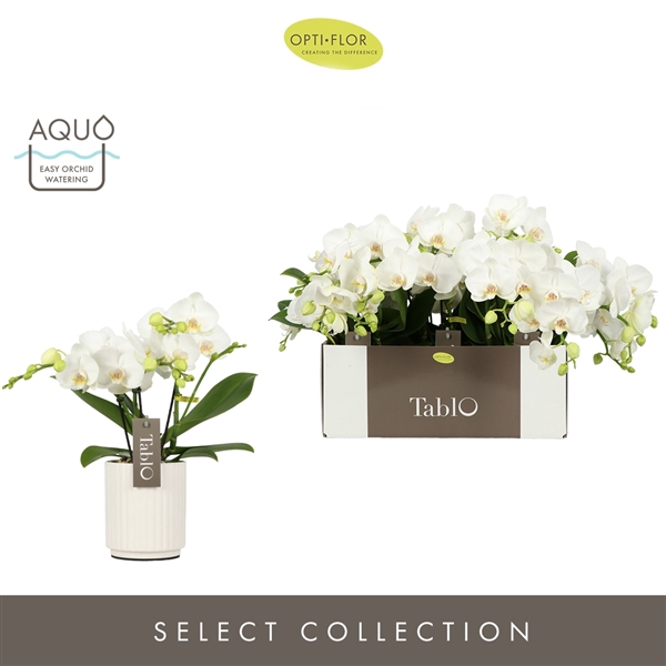 <h4>Tablo Champagne 3 spike in Molise White Aquo</h4>