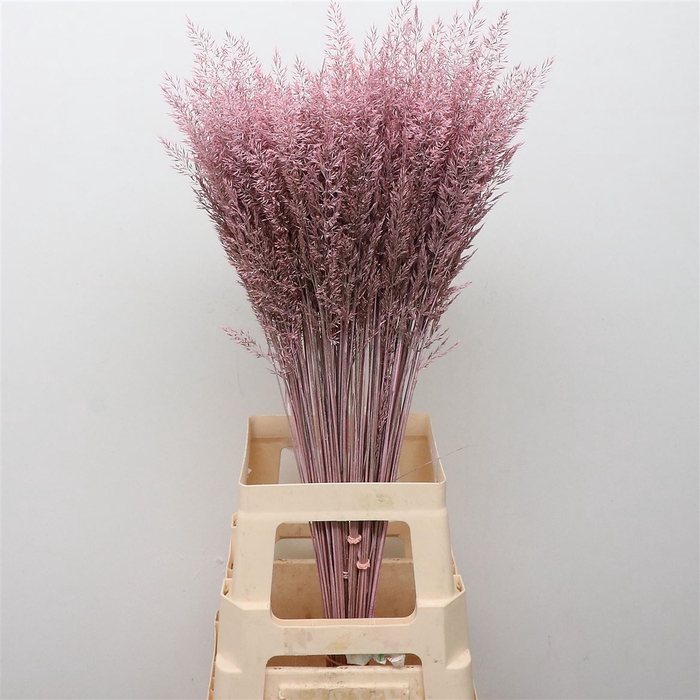 <h4>Calamagrostis Brachy Light Roze</h4>