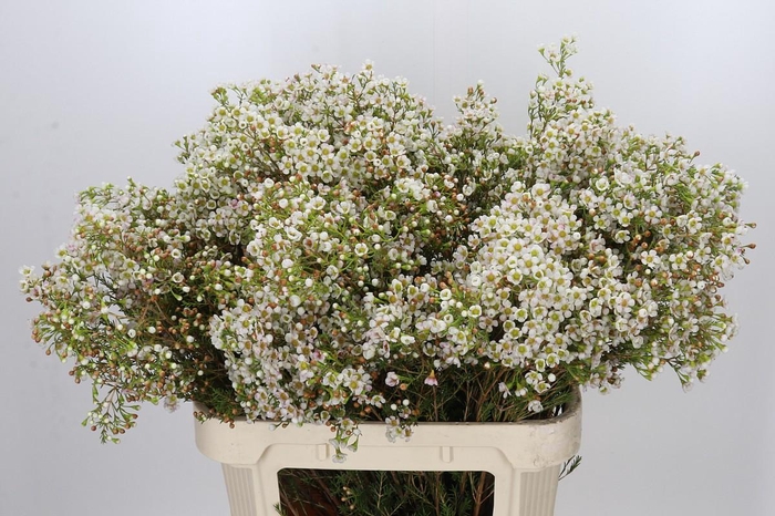 <h4>Chamelaucium Morning Delight</h4>
