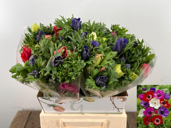 <h4>ANEM CO MAR GEM</h4>