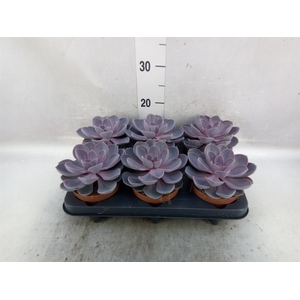 Echeveria  'Purple Pearl'