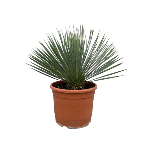 <h4>Yucca Rostrata P30 70cm</h4>