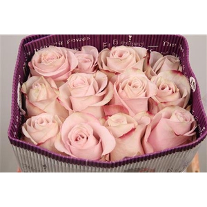 R Gr Secret Garden! Ec