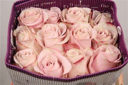 <h4>R Gr Secret Garden! Ec</h4>