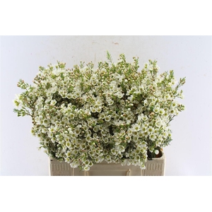 Chamelaucium Crystal Pearl White