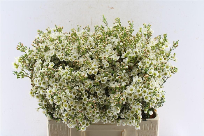 <h4>Chamelaucium Crystal Pearl White</h4>